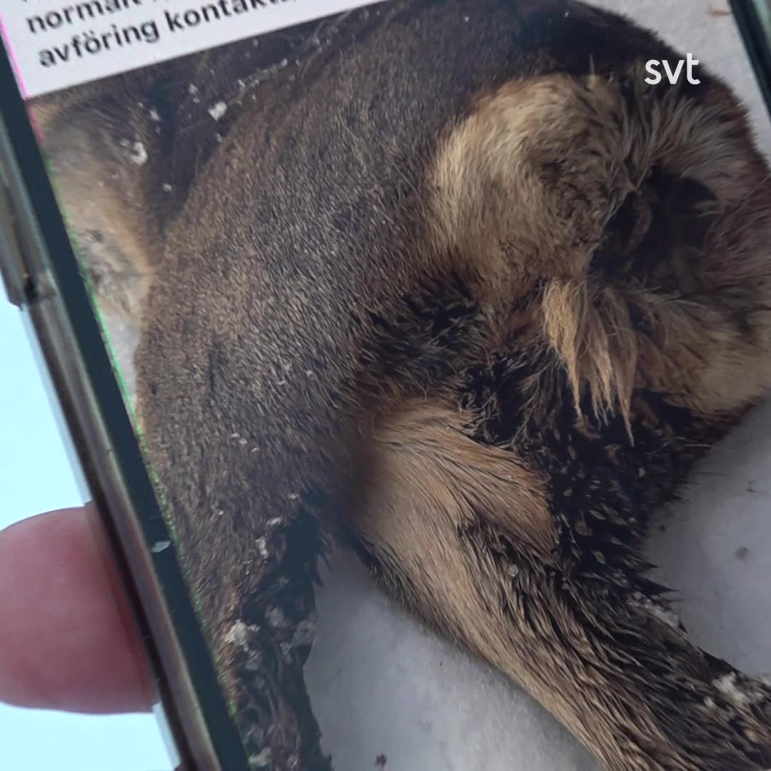 Rådjurens diarréer är fortfarande en gåta
